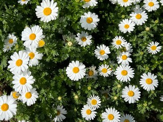 可愛く咲いている白いマーガレットの花