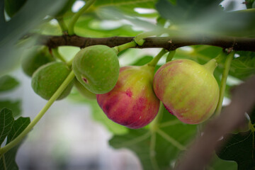 Fig Fruits with leaf on Figs tree. Beautiful sweet fresh organic figs in green house farm Healthy vegan food.