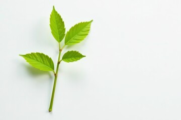 Single, delicate sapling against pure white backdrop, branch, nature