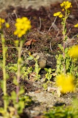 菜の花の間で見つめるジョウビタキ