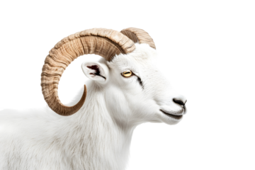 Majestic white goat with curved horns and striking textures