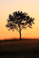 Tranquil Tree at Dusk: A Symbol of Nature's Equanimity and Silent Beauty