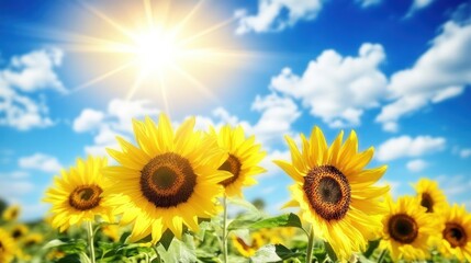 Obraz premium Vibrant Sunflowers under a Sunny Sky