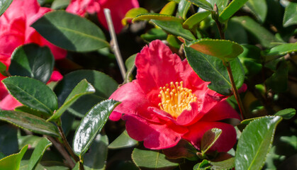 Camellia japonica, also known as Japanese camellia