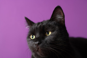 Cute black cat on purple background, closeup. Adorable pet