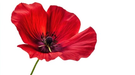 Stunning Red Poppy Flower on White Background