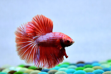 Obraz premium Betta fish male fancy red salamander halfmoon long tails, Siamese fighting fish originated from Thailand. Showing on isolated grey background.