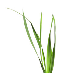 Blades of green grass isolated on white