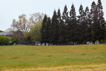Evergreen Forest Landscape with Open Field