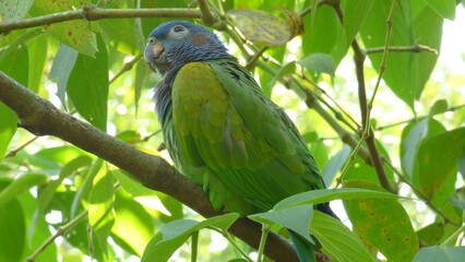 loro Cabeciazul