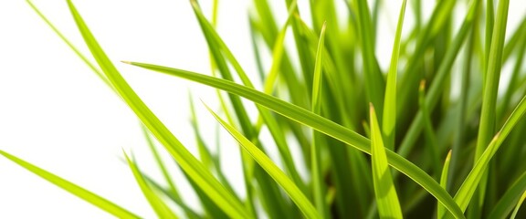 Naklejka premium Single blade of grass, vibrant green, sharp detail, white background, isolated, wallpaper