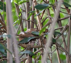 Corallus ruschenbergerii commonly known as a Tree Boa or Cascabel Dormillion Snake, on a mangrove tree at the Caroni Swamp or Caroni Bird Sanctuary in Trinidad and Tobago.