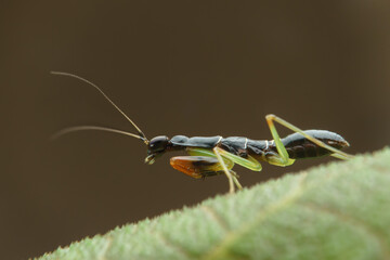 green praying mantis on a leaf