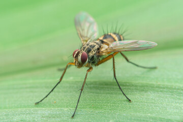 macro of a fly