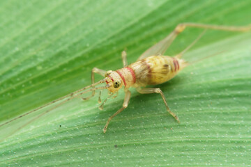 close up of a tiny grasshopper on a leaf