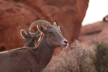 Big horn sheep close up face with rocks in the background