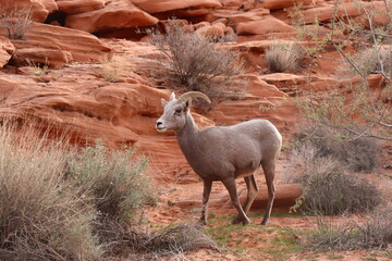 big horn sheep wondering in the mountains