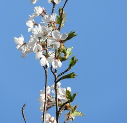 青空と桜