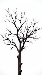 Obraz premium White background with bare and barren tree branches, bare, bleak