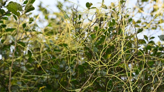 Cuscuta or Dodder plant. It is a genus species of yellow, orange,or red &nbsp;parasitic plants. Its can be identified by its thin stems appearing leafless,with the&nbsp;leaves&nbsp;reduced to minute scales. Amarbel.