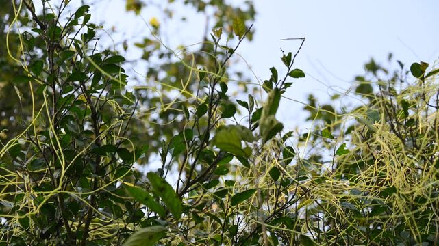 Cuscuta or Dodder plant. It is a genus species of yellow, orange,or red &nbsp;parasitic plants. Its can be identified by its thin stems appearing leafless,with the&nbsp;leaves&nbsp;reduced to minute scales. Amarbel.