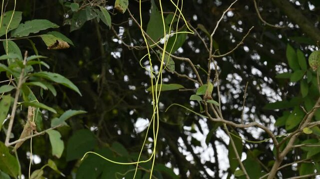 Cuscuta or Dodder plant. It is a genus species of yellow, orange,or red &nbsp;parasitic plants. Its can be identified by its thin stems appearing leafless,with the&nbsp;leaves&nbsp;reduced to minute scales. Amarbel.