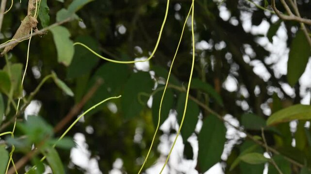 Cuscuta or Dodder plant. It is a genus species of yellow, orange,or red &nbsp;parasitic plants. Its can be identified by its thin stems appearing leafless,with the&nbsp;leaves&nbsp;reduced to minute scales. Amarbel.