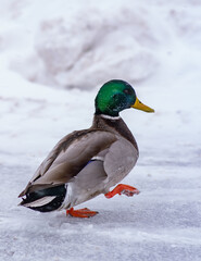 duck in the snow