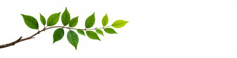Fototapeta premium A single branch with leaves extending towards the top isolated on white background, nature, tree, leafy