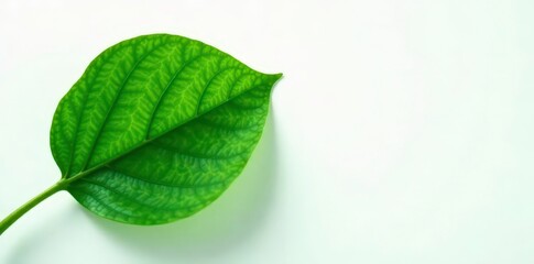 Fototapeta premium A single, large leaf spreads its veins against a clean white backdrop, green, textures