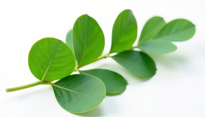 Fototapeta premium A single large eucalyptus leaf on a white background, fresh, pungent