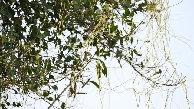 Cuscuta or Dodder plant. It is a genus species of yellow, orange,or red &nbsp;parasitic plants. Its can be identified by its thin stems appearing leafless,with the&nbsp;leaves&nbsp;reduced to minute scales. Amarbel.