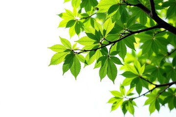 Obraz premium Branches hanging from the top of a tree isolated on white background, hanging, tree branches