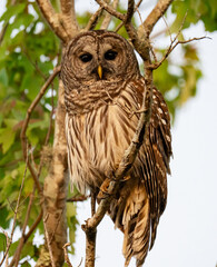 Obraz premium Barred owl portrait
