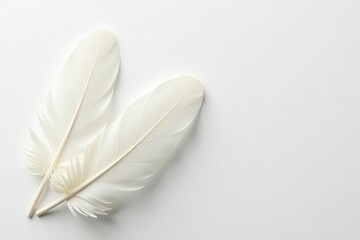 Obraz premium Crisp white feathers against a stark white background, down, design