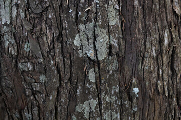 wood texture in high contrast and good resolution