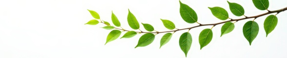 Fototapeta premium Curved branch with leaves against white background, botanical, foliage