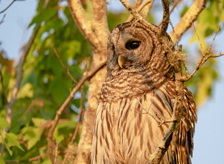 Barred owl portrait