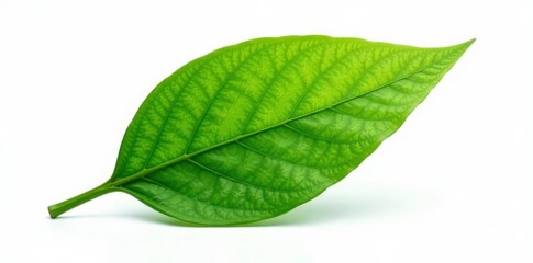 Fototapeta premium Delicate green leaf isolated on white background, foliage, botanical