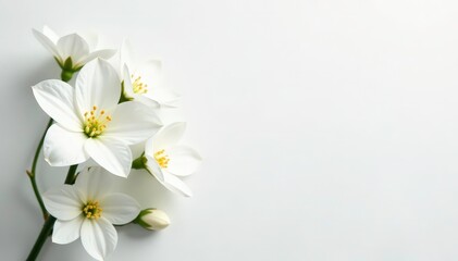 Delicate white flower arrangement on pure white backdrop, still life, bloom, serenity