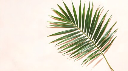 Obraz premium Single Palm Leaf on Pale Pink Background Tropical Summer Minimalist Design