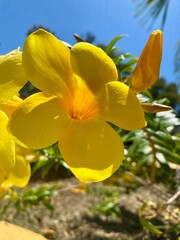 Bright yellow Mandevilla flower in blossom