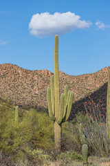 saguaro cactus in arizona