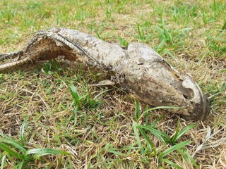 Dried dead fish on the lawn