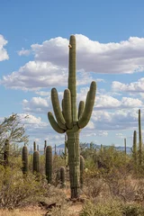 saguaro cactus in arizona blue sky and clouds