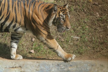 a sumatran tiger is walking on the floor