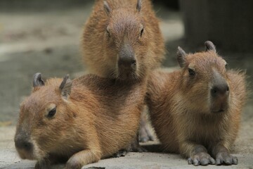portrait of a crowd of capybaras in the morning
