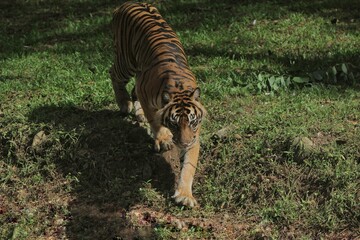 A Sumatran tiger is walking in the bush