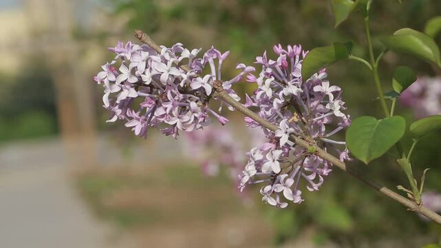 purple lilac bush flover closeup