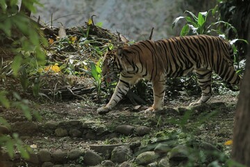 A Sumatran tiger is walking in the bush